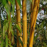 Phyllostachys aureocaulis vivax